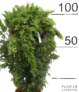 Juniperus horizontalis 'Prince of Whales' 100-120 cm